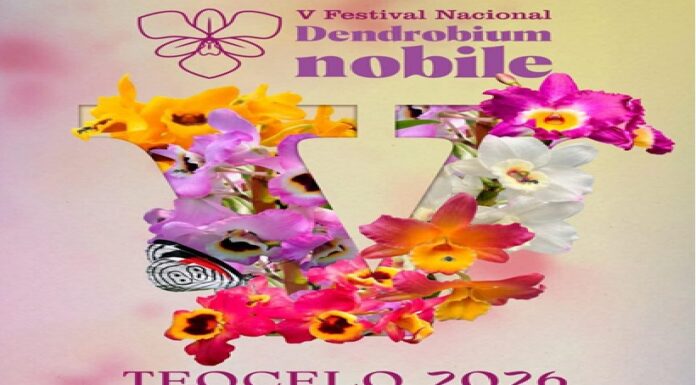Anuncian en Teocelo el Festival Nacional del Dendrobium Nobile. #Orquídeas