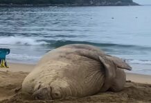 Panchito Cortés, el elefante marino que conquista corazones en México .