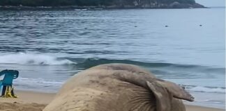 Panchito Cortés, el elefante marino que conquista corazones en México .