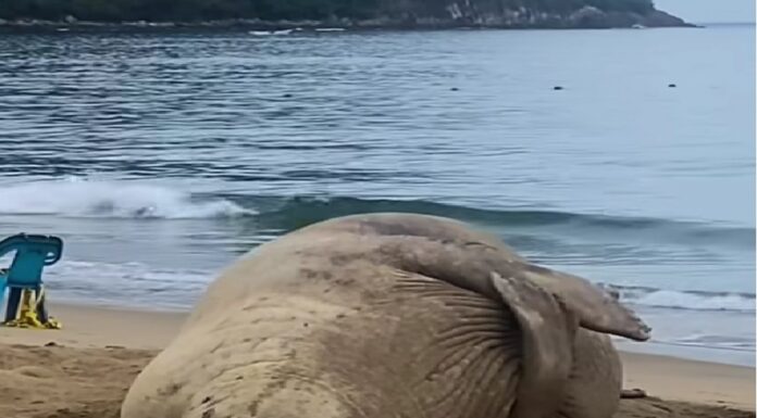 Panchito Cortés, el elefante marino que conquista corazones en México .