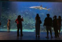 Por Carnaval, tendrá Aquarium horario especial del 14 al 17 de febrero.