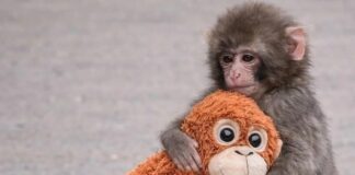 El pequeño Punchi que enamora al internet