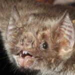 Caso de rabia por mordedura de murciélago en Veracruz genera alarma sanitaria