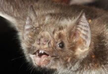 Caso de rabia por mordedura de murciélago en Veracruz genera alarma sanitaria
