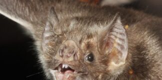 Caso de rabia por mordedura de murciélago en Veracruz genera alarma sanitaria