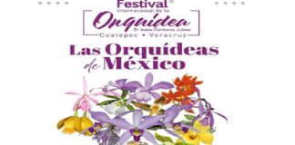 Coatepec celebra su riqueza natural con el XVII Festival Internacional de la Orquídea