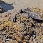 Continúan trabajos por derrame de hidrocarburo en costas de Veracruz; reportan bajo control pozo de gas.