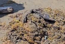 Continúan trabajos por derrame de hidrocarburo en costas de Veracruz; reportan bajo control pozo de gas.