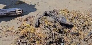 Continúan trabajos por derrame de hidrocarburo en costas de Veracruz; reportan bajo control pozo de gas.