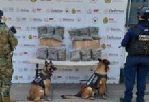 Operativos de la SSP: 29 detenidos y decomiso de cerca de 12 kilos y más de 230 dosis de estupefacientes.