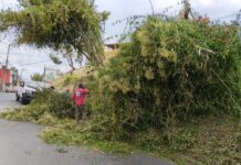 Reporta PC Xalapa 36 árboles y ramas caídas y 21 destechamientos por fuertes vientos.