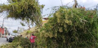 Reporta PC Xalapa 36 árboles y ramas caídas y 21 destechamientos por fuertes vientos.