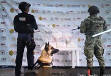 SSP detiene a 49 personas y decomisa 342 dosis de droga en 40 municipios.