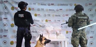 SSP detiene a 49 personas y decomisa 342 dosis de droga en 40 municipios.