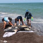 Hemorragia por lesión traumática, causa de muerte de delfín en Alvarado: PMA
