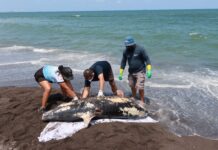 Hemorragia por lesión traumática, causa de muerte de delfín en Alvarado: PMA