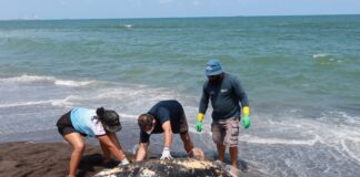 Hemorragia por lesión traumática, causa de muerte de delfín en Alvarado: PMA