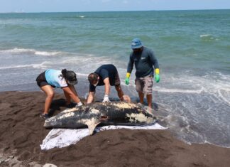 Hemorragia por lesión traumática, causa de muerte de delfín en Alvarado: PMA
