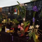 Invita SECVER al Festival Internacional de la Orquídea 2026 en Coatepec.
