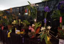 Invita SECVER al Festival Internacional de la Orquídea 2026 en Coatepec.