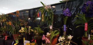 Invita SECVER al Festival Internacional de la Orquídea 2026 en Coatepec.