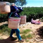 Ser mujer jornalera indígena, maternar en los campos agrícolas y enfrentar la violencia obstétrica.