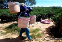 Ser mujer jornalera indígena, maternar en los campos agrícolas y enfrentar la violencia obstétrica.