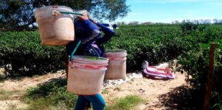 Ser mujer jornalera indígena, maternar en los campos agrícolas y enfrentar la violencia obstétrica.