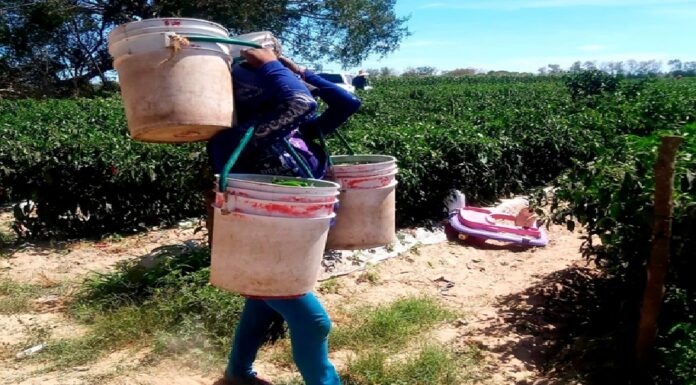 Ser mujer jornalera indígena, maternar en los campos agrícolas y enfrentar la violencia obstétrica.