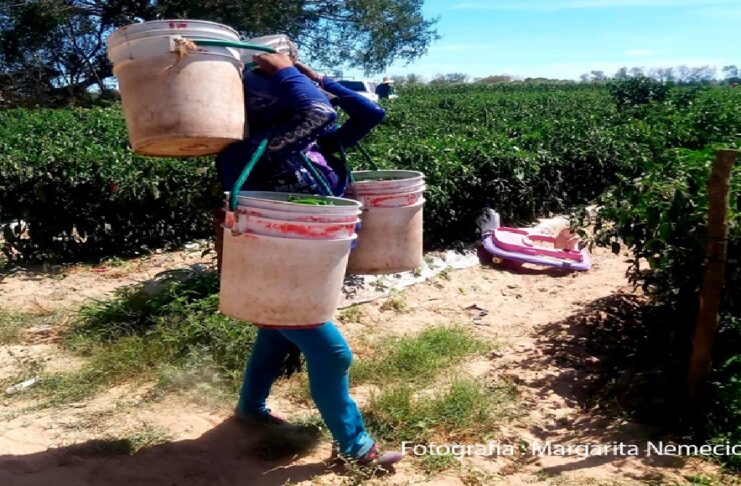 Ser mujer jornalera indígena, maternar en los campos agrícolas y enfrentar la violencia obstétrica.
