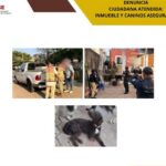 Fiscalía de Veracruz asegura ocho caninos en cateo en Coatzacoalcos .