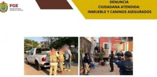 Fiscalía de Veracruz asegura ocho caninos en cateo en Coatzacoalcos .