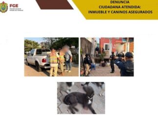 Fiscalía de Veracruz asegura ocho caninos en cateo en Coatzacoalcos .