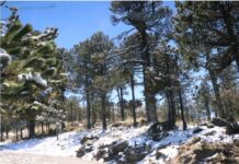 Cuarta nevada cubre Cofre de Perote durante esta temporada invernal .