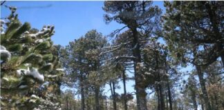 Cuarta nevada cubre Cofre de Perote durante esta temporada invernal .