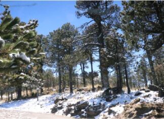 Cuarta nevada cubre Cofre de Perote durante esta temporada invernal .