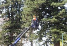 Delimitan áreas en parques de Xalapa por riesgo ante fuertes vientos.