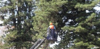 Delimitan áreas en parques de Xalapa por riesgo ante fuertes vientos.