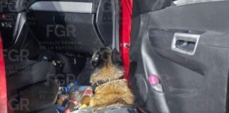 Por transportar 25 kilos de Clorhidrato de cocaína lo sentencian a 22 años de prisión