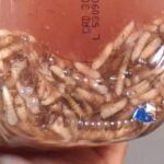 Detectan 17 casos de gusano barrenador en Tlalnelhuayocan; llaman a reforzar la prevención en mascotas