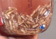 Detectan 17 casos de gusano barrenador en Tlalnelhuayocan; llaman a reforzar la prevención en mascotas