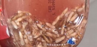 Detectan 17 casos de gusano barrenador en Tlalnelhuayocan; llaman a reforzar la prevención en mascotas