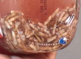 Detectan 17 casos de gusano barrenador en Tlalnelhuayocan; llaman a reforzar la prevención en mascotas