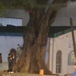 Tras cinco horas en un árbol, hombre desciende sin ayuda en Xalapa