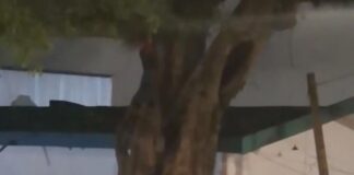 Tras cinco horas en un árbol, hombre desciende sin ayuda en Xalapa