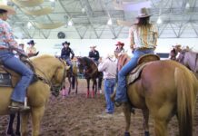 Veracruz, punto de reintroducción del caballo en América del Norte.