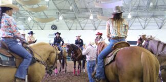 Veracruz, punto de reintroducción del caballo en América del Norte.