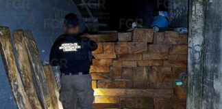 FGR asegura 190 tablones de Cedro en Ixcatepec, Veracruz