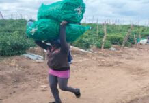 El viacrucis de las mujeres trabajadoras agrícolas.