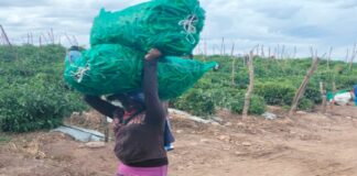El viacrucis de las mujeres trabajadoras agrícolas.